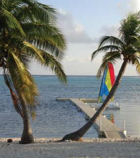 Palm trees in front of dock and ocean