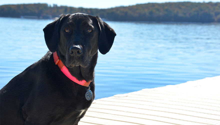 Low-profile-rowing-dock-ez-dock-section-1.jpg Low-profile-rowing-dock-ez-dock-section-1.jpg