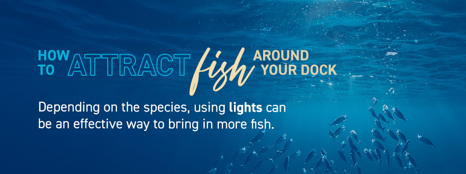How to Attract Fish Around Your Dock